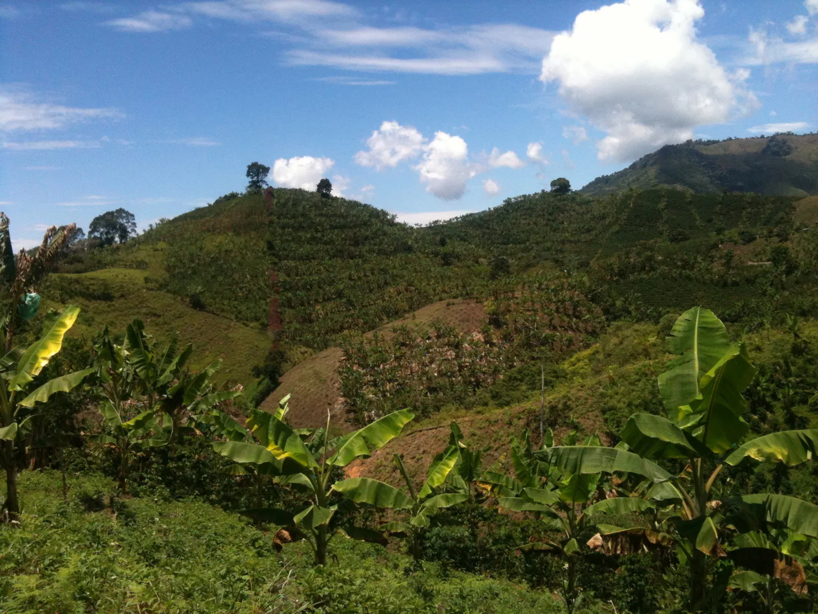 Cafetales y montañas de Belén de Umbría, Risaralda